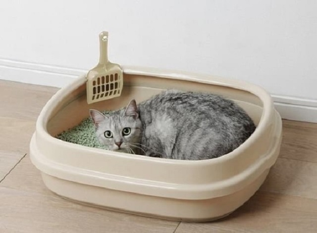 Cát vệ sinh cho mèo có ưu nhược điểm gì đáng chú ý?